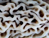 Morchella prava image