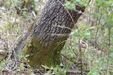 Morchella prava image