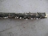 Stereum striatum image