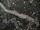 Stereum striatum image