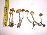 Psilocybe cyanofibrillosa image