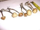 Psilocybe cyanofibrillosa image