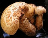Neolentinus lepideus image
