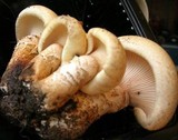 Neolentinus lepideus image