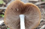 Psathyrella spadiceogrisea image