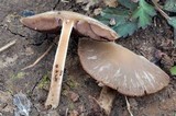 Psathyrella spadiceogrisea image
