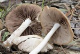 Psathyrella spadiceogrisea image