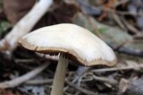 Psathyrella spadiceogrisea image
