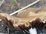 Psathyrella spadiceogrisea image