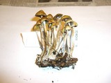 Psilocybe cyanofibrillosa image