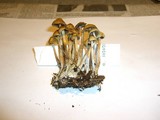 Psilocybe cyanofibrillosa image