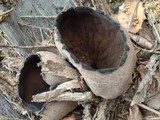 Urnula craterium image