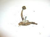 Psilocybe cyanofibrillosa image