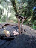 Arrhenia epichysium image