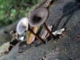 Arrhenia epichysium image