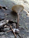 Arrhenia epichysium image