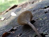 Arrhenia epichysium image