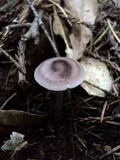 Mycena pura image