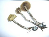 Psilocybe cyanofibrillosa image