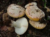 Amanita aprica image
