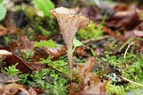 Contumyces rosellus image