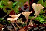 Contumyces rosellus image