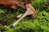 Contumyces rosellus image