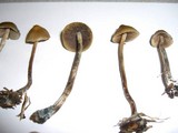 Psilocybe cyanofibrillosa image