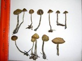 Psilocybe cyanofibrillosa image