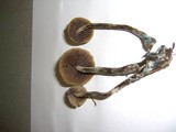 Psilocybe cyanofibrillosa image