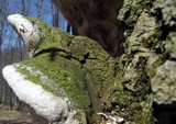 Perenniporia fraxinophila image