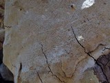 Perenniporia fraxinophila image