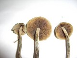 Psilocybe cyanofibrillosa image