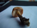 Marasmius oreades image