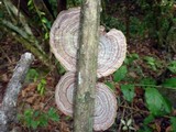 Hexagonia variegata image