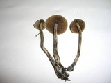 Psilocybe cyanofibrillosa image