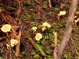 Cantharellus enelensis image