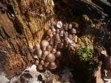 Mycena stipata image