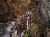 Mycena stipata image