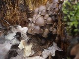 Mycena stipata image