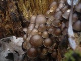 Mycena stipata image
