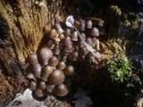 Mycena stipata image