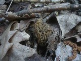 Verpa bohemica image