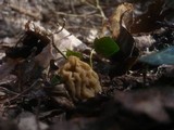 Verpa bohemica image
