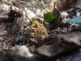 Verpa bohemica image