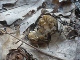 Verpa bohemica image