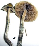 Psilocybe cyanofibrillosa image