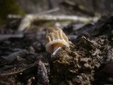 Verpa bohemica image