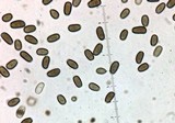 Psathyrella spadiceogrisea image