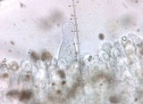 Psathyrella spadiceogrisea image